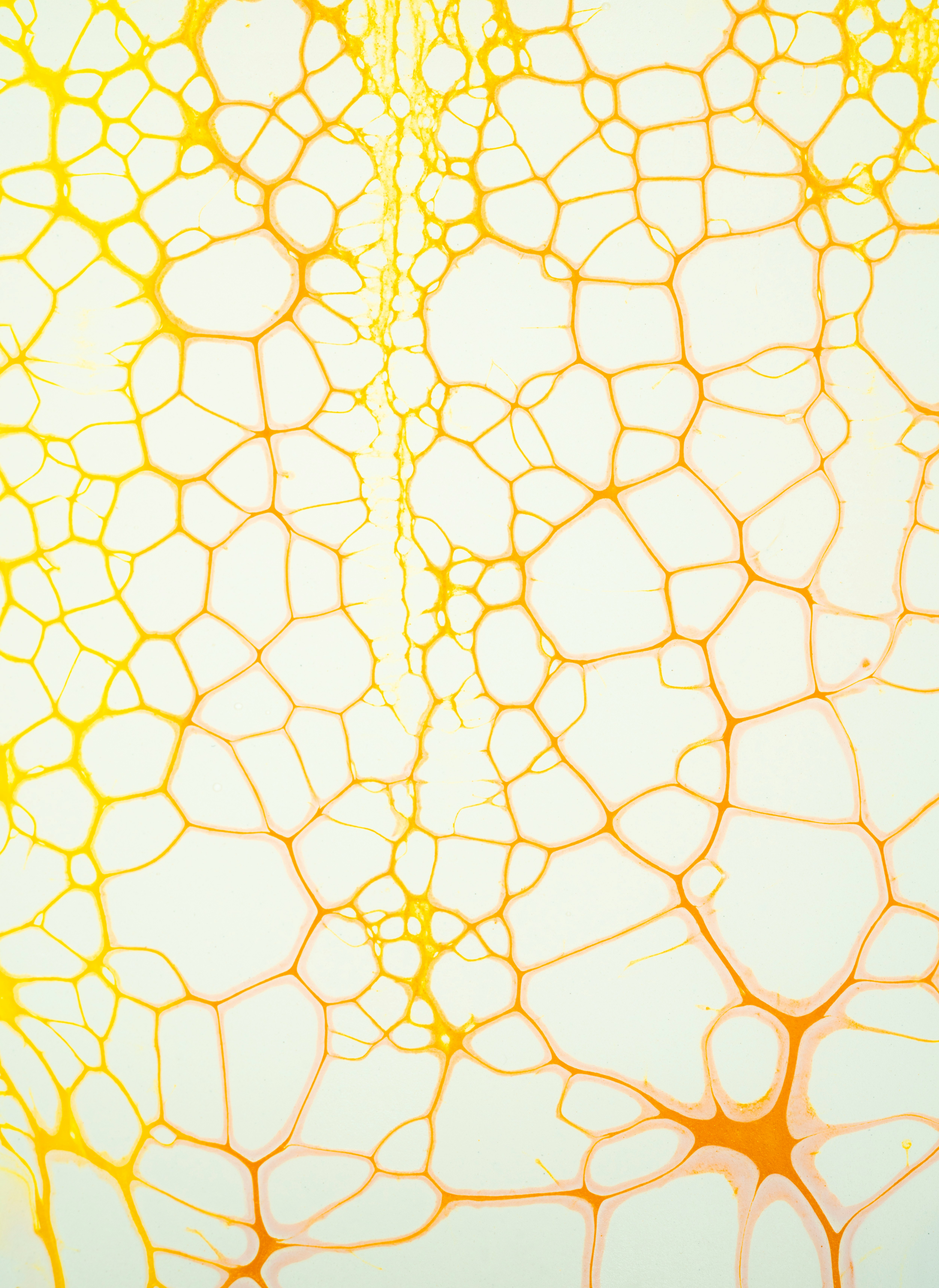 Macro photo of a yellow-orange organic structure resembling plant cells or soap film bubbles on a light background.